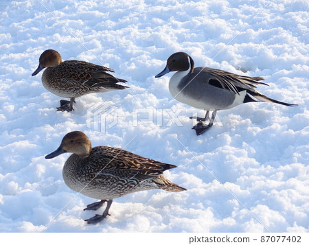 Winter bird migratory bird duck 87077402