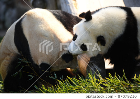 Baby pandas that can be spoiled by mom pandas Baby pandas that can be spoiled by mom pandas 87079210