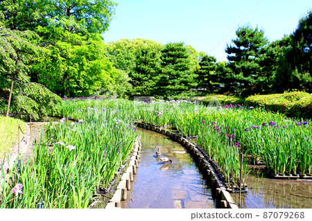 [京都]京都府植物園的花Sho園，鴨子和鳶尾花依nest在水面上 87079268