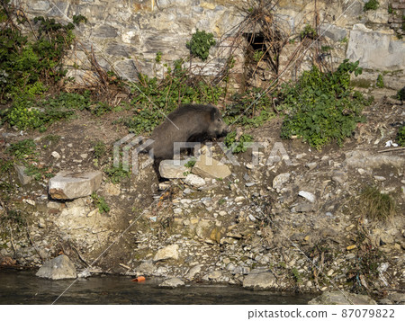 swine fever wild boar in Genoa town Bisagno river Italy urban wildlife swine fever wild boar in Genoa town Bisagno river Italy urban wildlife 87079822
