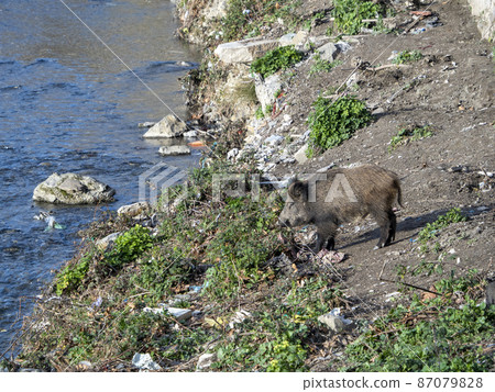 swine fever wild boar in Genoa town Bisagno river Italy urban wildlife swine fever wild boar in Genoa town Bisagno river Italy urban wildlife 87079828