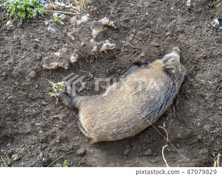 swine fever wild boar in Genoa town Bisagno river Italy urban wildlife swine fever wild boar in Genoa town Bisagno river Italy urban wildlife 87079829