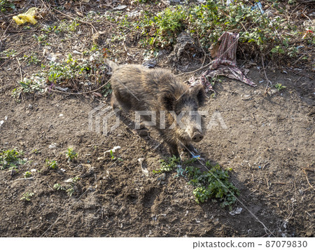 swine fever wild boar in Genoa town Bisagno river Italy urban wildlife swine fever wild boar in Genoa town Bisagno river Italy urban wildlife 87079830