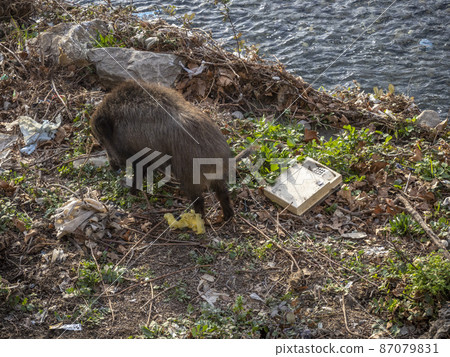 swine fever wild boar in Genoa town Bisagno river Italy urban wildlife swine fever wild boar in Genoa town Bisagno river Italy urban wildlife 87079831