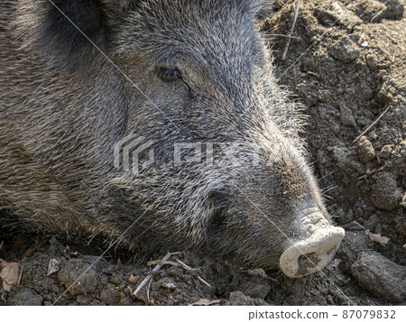 swine fever wild boar in Genoa town Bisagno river Italy urban wildlife swine fever wild boar in Genoa town Bisagno river Italy urban wildlife 87079832