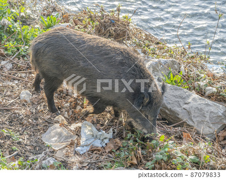 swine fever wild boar in Genoa town Bisagno river Italy urban wildlife 87079833