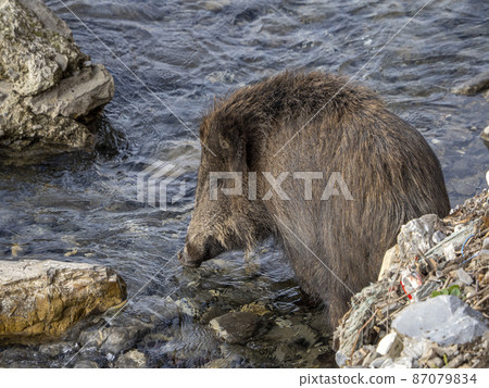 swine fever wild boar in Genoa town Bisagno river Italy urban wildlife swine fever wild boar in Genoa town Bisagno river Italy urban wildlife 87079834
