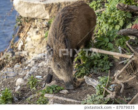 swine fever wild boar in Genoa town Bisagno river Italy urban wildlife swine fever wild boar in Genoa town Bisagno river Italy urban wildlife 87079835