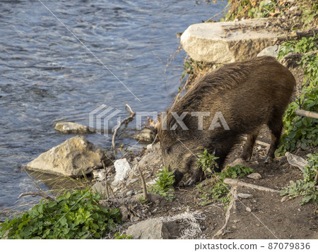 swine fever wild boar in Genoa town Bisagno river Italy urban wildlife swine fever wild boar in Genoa town Bisagno river Italy urban wildlife 87079836