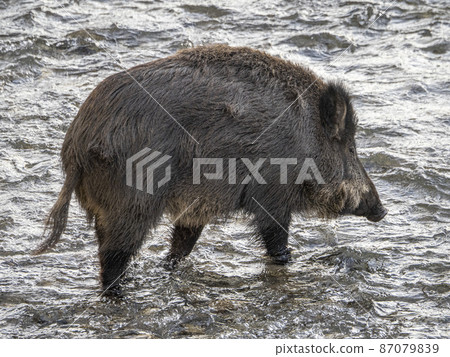 swine fever wild boar in Genoa town Bisagno river Italy urban wildlife looking for food in garbage swine fever wild boar in Genoa town Bisagno river Italy urban wildlife looking for food in garbage 87079839