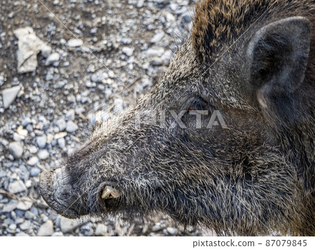 swine fever wild boar in Genoa town Bisagno river Italy urban wildlife looking for food in garbage 87079845