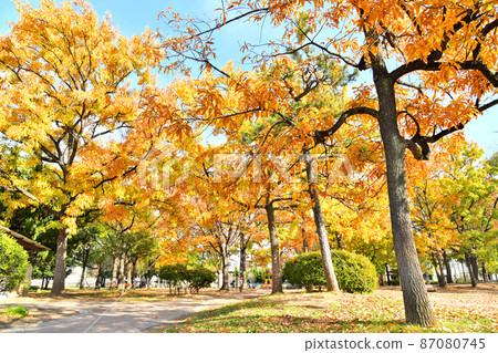 Shinozaki Park B Area (Edogawa-ku, Tokyo) [2021.11] 87080745