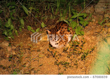 野生孟加拉野貓(豹貓) 野生孟加拉野貓(豹貓) 87080839