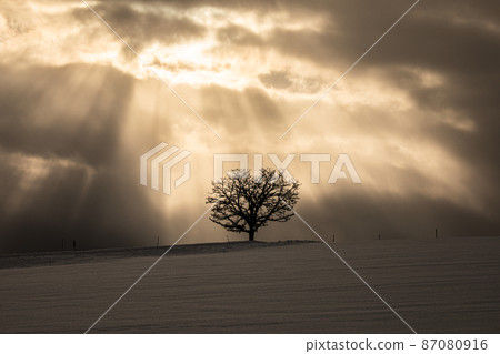 [Biei-cho, Hokkaido] Fantastic light and oak trees standing in a snowy field 87080916