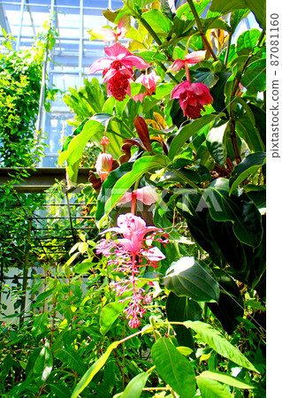 [Kyoto] Medinilla magnifica in the viewing greenhouse of Kyoto Botanical Gardens in early summer 87081160