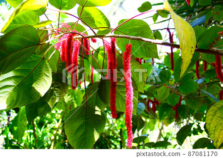 [京都]初夏的京都植物園 87081170