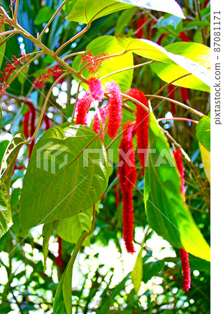 [京都]初夏的京都植物園 87081171