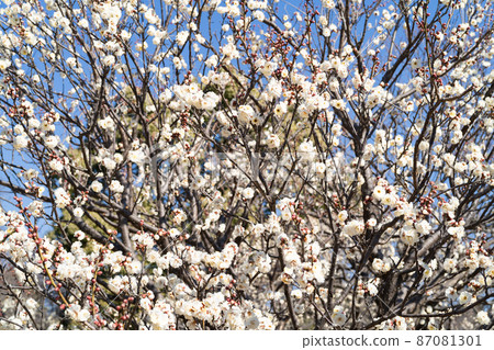 Yae Ume (Yae Yabai) Yae Ume (Yae Yabai) 87081301