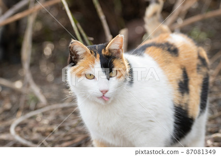 A cat with a tongue, a calico cat 87081349