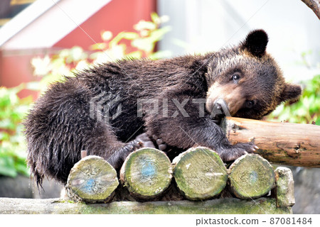 北方大地 87081484