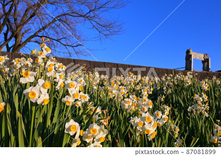 Oi Yume no Sato Narcissus << Oimachi >> 87081899