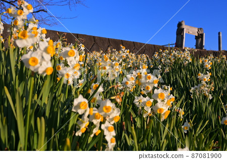 Narcissus in Oi Yume no Sato << Oimachi >> 87081900