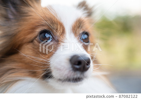 Fluffy Papillon glancing sideways | A walk on a sunny day on the outdoor terrace 87082122