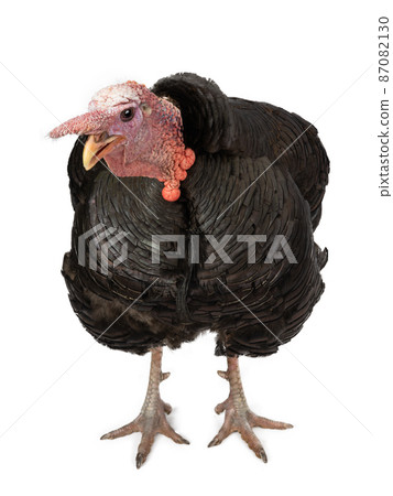 turkey isolated on white background 87082130