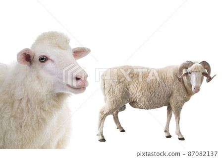 male and female sheep isolated on white background 87082137