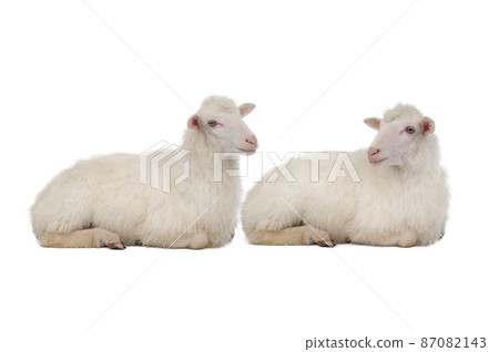 Two sheep isolated on white background 87082143