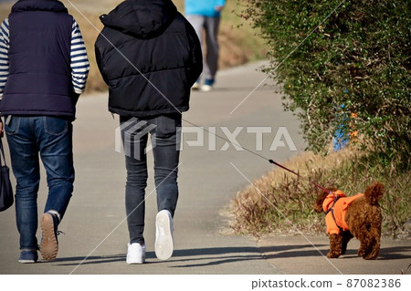 雌性玩具貴賓犬和步行 87082386
