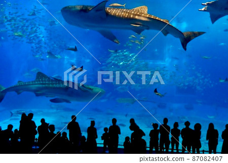 Okinawa Churaumi Aquarium Kuroshio Sea 87082407