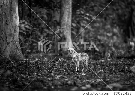 golden jackal or Canis aureus fine art portrait in black and white background at dhikala zone of jim corbett national park or forest reserve uttarakhand india 87082455