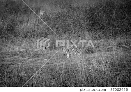 aggressive wild female tiger head on and tail up in black and white background at forest of dhikala zone jim corbett national park or tiger reserve uttarakhand india - panthera tigris tigris 87082456