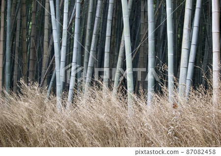 Bamboo on the road of the bamboo grove 87082458