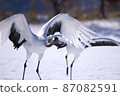 Red-crowned crane, dash! 87082591