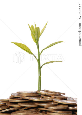 Gold Coins and plant isolated on white background Gold Coins and plant isolated on white background 87082637