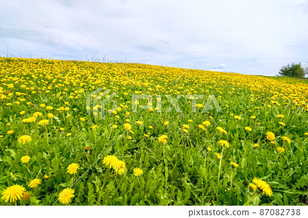 Meadow with blooming yellow dandelions and cloudy sky. Spring landscape with yellow dandelion flowers. Meadow with blooming yellow dandelions and cloudy sky. Spring landscape with yellow dandelion flowers. 87082738
