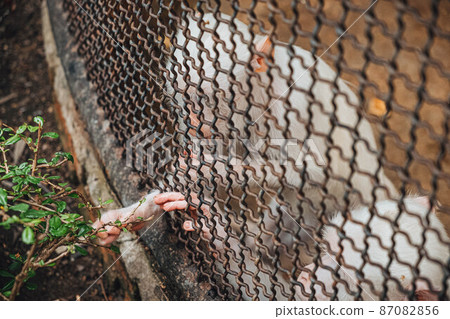a monkey feeling loneliness and sadness behind jail. the eyes of a monkey as a result of being placed in a cage in the zoo 87082856