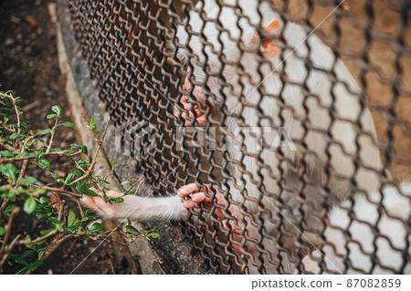 a monkey feeling loneliness and sadness behind jail. the eyes of a monkey as a result of being placed in a cage in the zoo a monkey feeling loneliness and sadness behind jail. the eyes of a monkey as a result of being placed in a cage in the zoo 87082859