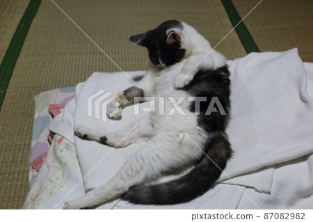 House cat 87082982