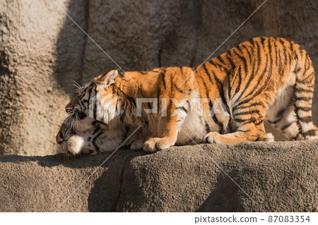 One year old male Amur tiger licking his mother's face One year old male Amur tiger licking his mother's face 87083354