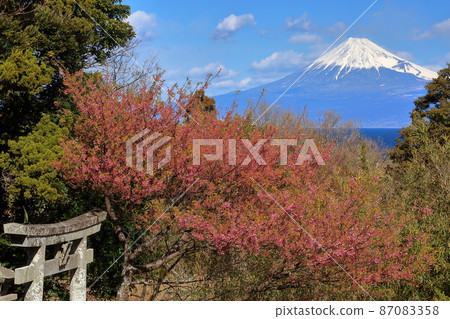 靜岡縣伊豆市小下田 下村神社 下村神社 早花的土肥櫻花盛開在被白雪覆蓋的世界遺產的鳥居和富士山 靜岡縣伊豆市小下田 下村神社 下村神社 早花的土肥櫻花盛開在被白雪覆蓋的世界遺產的鳥居和富士山 87083358