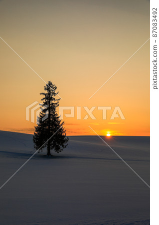 [北海道美瑛町] 夕陽與聖誕樹 87083492