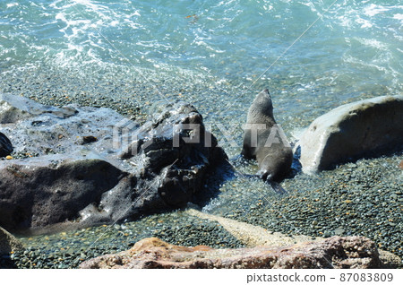 fur seal fur seal 87083809