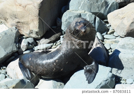 fur seal  87083811