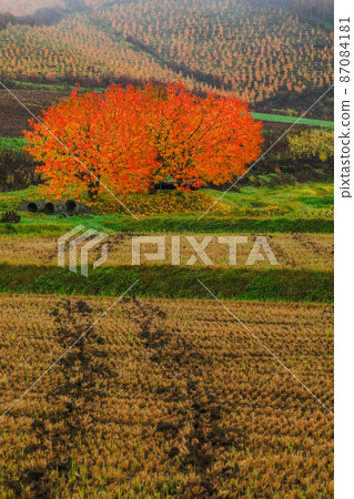 [Biei-cho, Hokkaido] Fields and autumnal trees 87084181