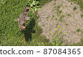 wl 87084365
