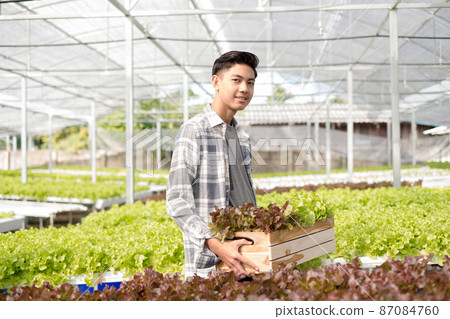 Hydroponics, Asian man holding vegetable basket standing on a farm, growing commercial organic vegetables, small business entrepreneurs. Organic vegetables growing concept 87084760
