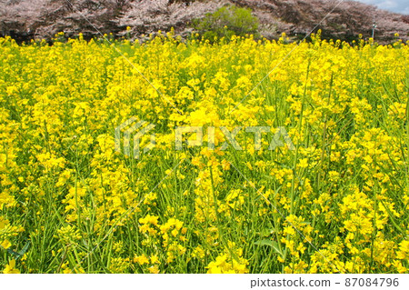 Sakura Tsutsumi of Satte Gongendo Hall, Rape blossoms in the flower garden [Satte City, Saitama Prefecture] 87084796